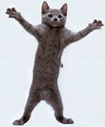 Image result for Cat Doing Happy Dance