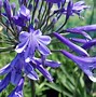 Image result for Agapanthus Dr Brouwer