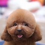 Image result for Chips Haircut