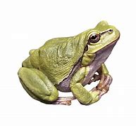 Image result for Cute Frog Transparent