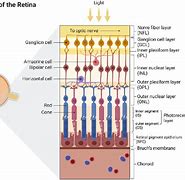 Image result for Retina Structure