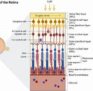 Image result for Retina Anatomy Poster