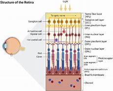 Image result for Layers of Retina Anatomy