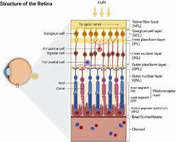 Image result for Retina Anatomy Poster