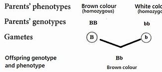 Image result for Homozygous Brown