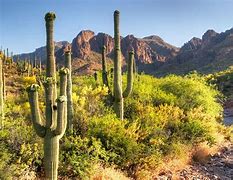Image result for South West Cactus Images