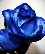 Image result for 24K Gold Dipped Midnight Blue Rose