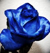 Image result for Rose Bleu Et Violet