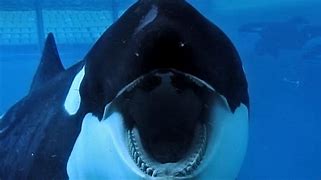 Image result for The Blackfish