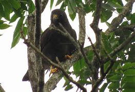 Image result for Buteo albonotatus