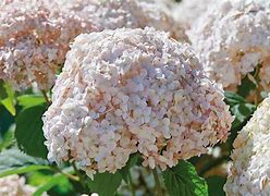 Image result for Hydrangea macrophylla Sweet Marshmallow (r)