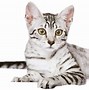 Image result for Egyptian Meow Cat