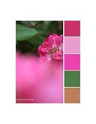 Image result for Brilliant Rose Color