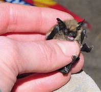Image result for Australium Bat