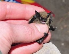 Image result for Smallest Bat