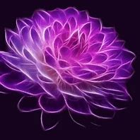 Image result for Exotic Neon Animated Flowers