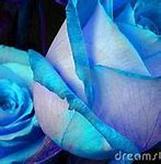 Image result for Blue Rose iPhone Wallpaper