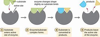 Image result for Parts of an Enzyme