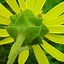 Image result for Silphium integrifolium