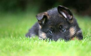 Image result for Cute Dogs German Shepherds