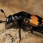 Image result for Define Beetle