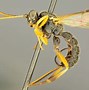 Image result for co_to_za_zootaxa