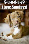 Image result for Funny Sunday Dog Memes