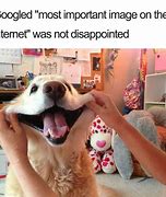 Image result for Grinch Dog Funny Memes
