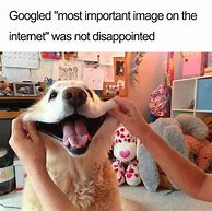 Image result for Beautiful Dog Meme