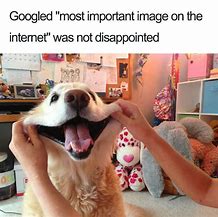 Image result for African Wild Dog Memes