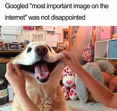 Image result for Pet Dog Meme