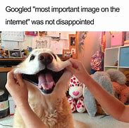 Image result for Clean Dog Memes 2019
