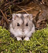 Image result for Chinese Dwarf Hamster