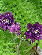 Image result for Aquilegia vulgaris Clementine Purple
