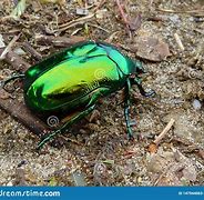 Image result for Green and Gold Beetle