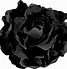 Image result for BL Black Roses