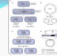 Image result for Recombination DNA Model