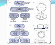 Image result for Recombination DNA Repair