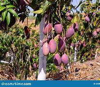 Image result for Purple Mango Fruit