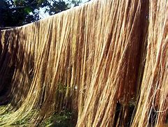 Image result for abaca