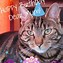 Image result for Happy Cat Lady Birthday Katie