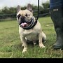 Image result for French Bulldog Rescue Dogs