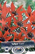 Tulipa Lizzy ਲਈ ਪ੍ਰਤੀਬਿੰਬ ਨਤੀਜਾ