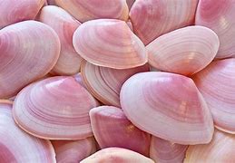 Image result for Soft Shell Clams