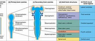 Image result for Embryonic Development of the Brain