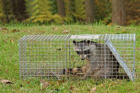Image result for Trapping Raccoons