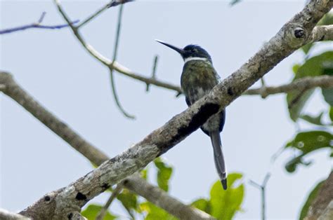 Image result for Galbula leucogastra