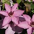 Image result for Clematis Hadley