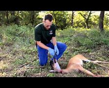 Image result for Deer Jawbone Extraction