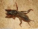 Image result for A Mole Cricket